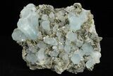 Gemmy Aquamarine Crystals on Muscovite - Museum Quality #238763-1